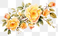 PNG Painting pattern flower plant.