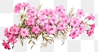 PNG Blossom flower plant petal