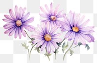 PNG Blossom flower aster plant