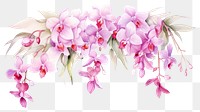 PNG Blossom flower orchid petal.