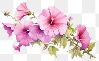 PNG Hibiscus blossom flower plant