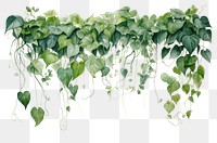 PNG Plant leaf freshness hanging