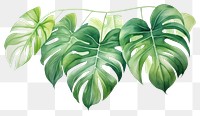 PNG Plant green leaf freshness.