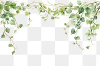PNG Plant leaf backgrounds branch.