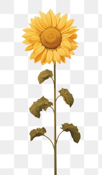 PNG Minimal space sky sunflower plant inflorescence.