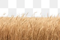PNG Plant background field backgrounds outdoors. AI generated Image by rawpixel.