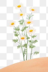 PNG Flowers blooming outdoors plant daisy. AI generated Image by rawpixel.