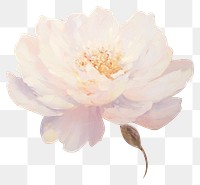 PNG  White rose blossom flower petal. AI generated Image by rawpixel.