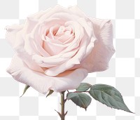 PNG  White rose flower plant pink. AI generated Image by rawpixel.