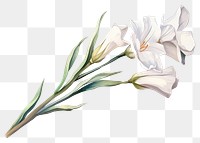 PNG  Freesia flower plant white.