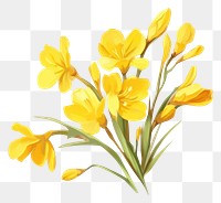 PNG  Freesia daffodil flower plant.