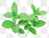 PNG Mint plant herbs leaf.