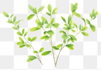 PNG Thyme plant herbs leaf.