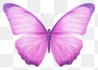 PNG  Violet butterfly animal insect purple