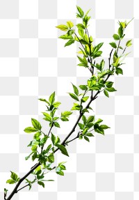 PNG  Floral branch blossom flower plant. AI generated Image by rawpixel.