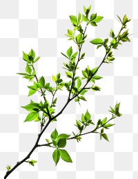 PNG  Floral branch blossom flower plant. AI generated Image by rawpixel.