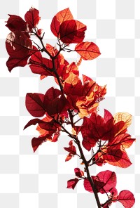 PNG  Floral branch flower plant petal. AI generated Image by rawpixel.