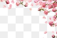 PNG Pink roses backgrounds outdoors blossom.