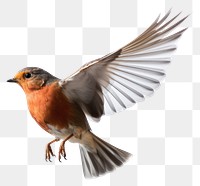 PNG Robbons animal flying robin