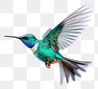 PNG Tropical elements flying hummingbird animal.