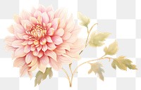 PNG  Chinese dahlia flower plant white background