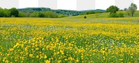 PNG  Empty scene of spring flower fields landscape grassland outdoors.