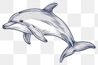 PNG Dolphin drawing mammal sketch.