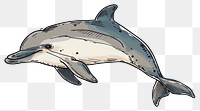 PNG Dolphin mammal underwater stenella.