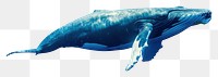 PNG Side view underwater photo of full body of whale animal mammal marine.