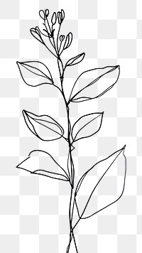 PNG  Plant drawing sketch line.