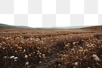 PNG Wither flower fields landscape outdoors nature. AI generated Image by rawpixel.