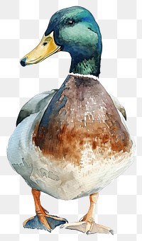 PNG  Duck animal bird anseriformes.