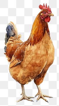 PNG  Farmer holod chicken poultry animal bird.