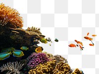 PNG Wide angle underwater photo of coral and sea fishes animal aquarium outdoors