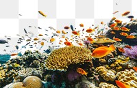PNG Wide angle underwater photo of coral and sea fishes animal outdoors aquatic.