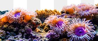 PNG Wide angle underwater photo of corals and sea anemones outdoors aquatic nature.