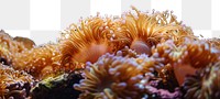 PNG Underwater photo of corals animal aquarium outdoors.