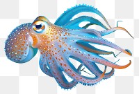 PNG Underwater photo of full body of squid animal octopus marine