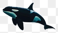 PNG Underwater photo of natural orca animal outdoors aquatic.