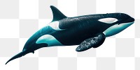 PNG Underwater photo of natural orca animal outdoors mammal.