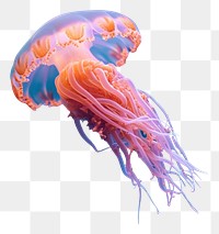 PNG Underwater photo of sea life animal jellyfish marine.