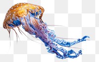 PNG Underwater photo of sea life animal jellyfish marine.
