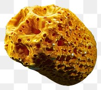 PNG Underwater photo of sea sponge animal outdoors nature.