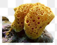 PNG Underwater photo of sea sponge animal outdoors aquatic.