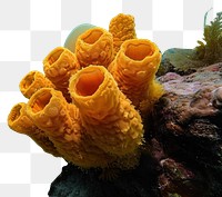 PNG Underwater photo of sea sponge outdoors nature marine.