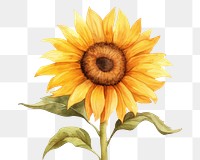 PNG Sunflower plant inflorescence asterales. AI generated Image by rawpixel.