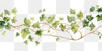 PNG  Minimal horizontal clean vine with shape edge in bottom border nature plant leaf.