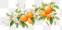 PNG Tangerine grapefruit plant green.
