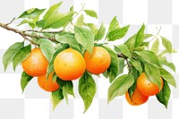 PNG Tangerine grapefruit plant green