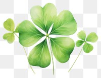 PNG  4 clover leaf plant green white background. AI generated Image by rawpixel.